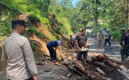 Antisipasi Musim Hujan, Petugas Gabungan Trenggalek Tebang Pohon Rawan Tumbang di Jalur Bendungan