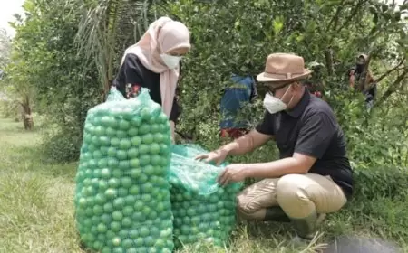 Menengok Desa Penghasil Jeruk Nipis Terbesar 