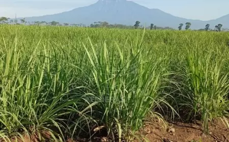 Produktivitas Tebu PTPN I Regional 5 Kebun Kalitelepak Meningkat di TMA 2024