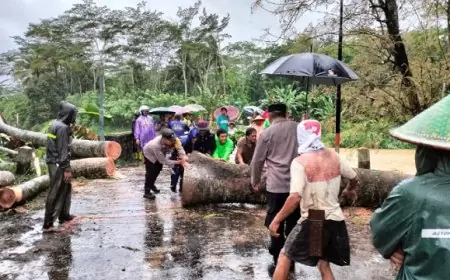 Pohon Tumbang Melintang Jalan di Trenggalek, Arus Lalulintas Sempat Tersendat