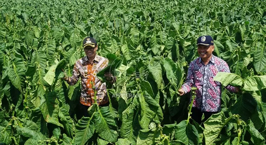 Musim Kemarau Jadi Berkah, Produksi dan Harga Tembakau Tulungagung Melonjak