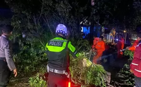 Pohon Sono Tumbang di Trenggalek, Timpa Pengendara Motor dan Arus Lalulintas Sempat Tertutup