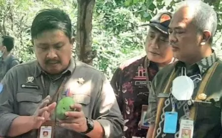 Budidaya Mangga Desa Wotan Gresik Masuk Program Food Estate Nasional 