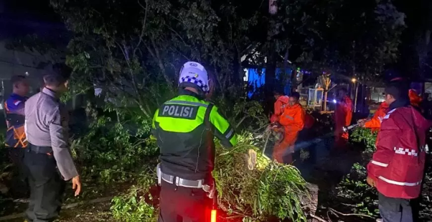 Pohon Sono Tumbang di Trenggalek, Timpa Pengendara Motor dan Arus Lalulintas Sempat Tertutup