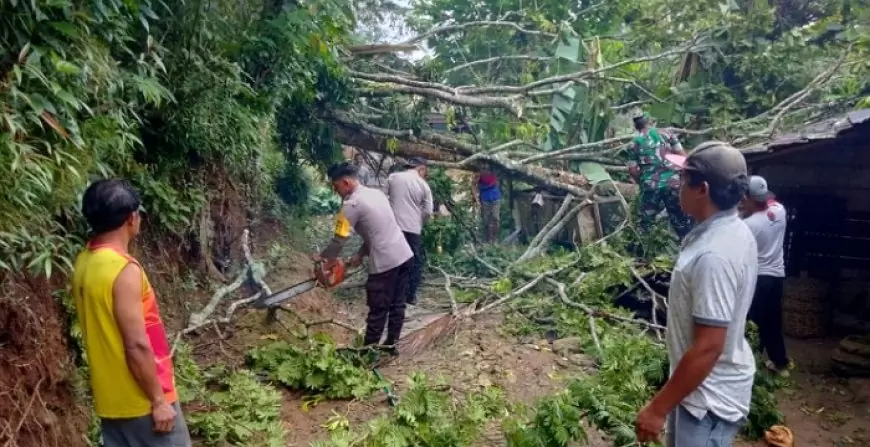 Hujan Lebat dan Angin Kencang, Pohon Tumbang Rusak Rumah Warga di Trenggalek