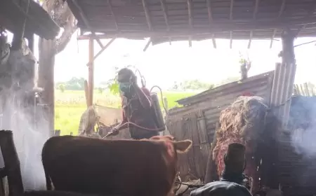 Puluhan Ternak Sapi di Situbondo Diduga Terpapar PMK, Disnakan Gencarkan Vaksinasi