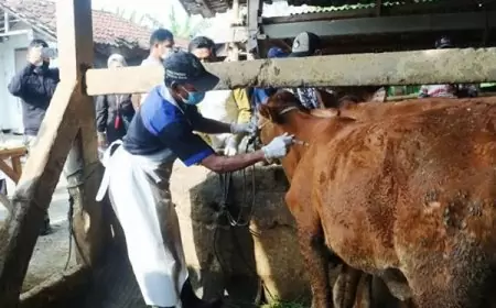 Wabah PMK Kembali Serang Ratusan Sapi di Gresik, Distan Pendataan dan Pencegahan Dini