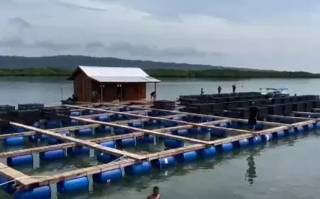 Ambisi Besar Balad Grup, Budidaya 10 Juta Lobster di Teluk Pangelek Mulai 2025