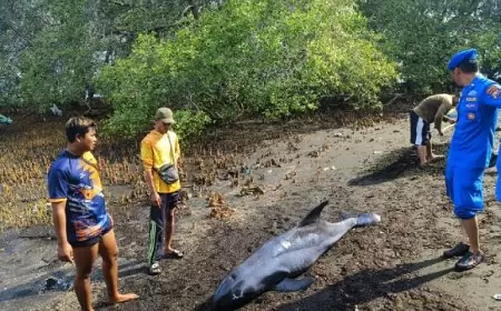 Ditemukan Terdampar, Lumba-Lumba di Situbondo Diduga Diserang Predator