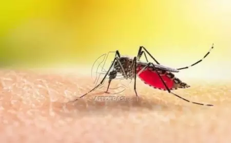 Penyebaran DBD di Tulungagung Melonjak Drastis, Dua Kecamatan Dominasi Kasus