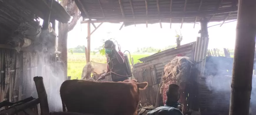 Puluhan Ternak Sapi di Situbondo Diduga Terpapar PMK, Disnakan Gencarkan Vaksinasi
