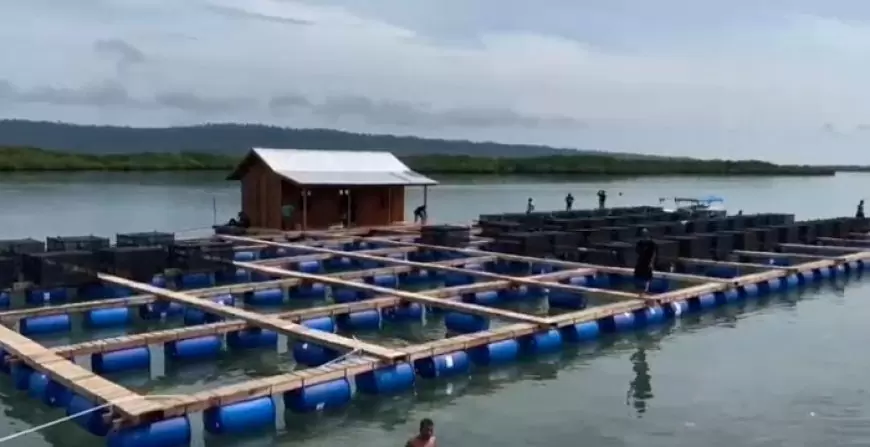 Ambisi Besar Balad Grup, Budidaya 10 Juta Lobster di Teluk Pangelek Mulai 2025