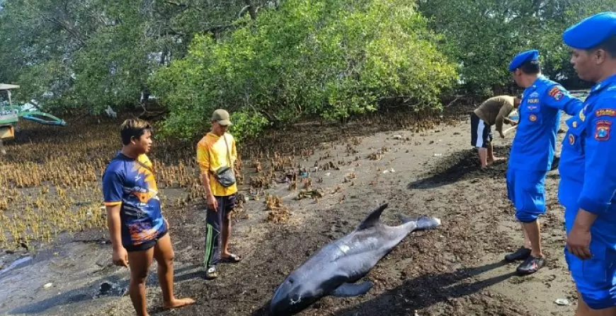 Ditemukan Terdampar, Lumba-Lumba di Situbondo Diduga Diserang Predator