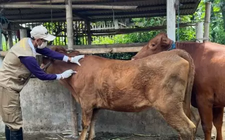 Vaksinasi PMK di Tulungagung Capai 11.750 Ekor, Disnak Keswan Klaim Kasus Mulai Menurun