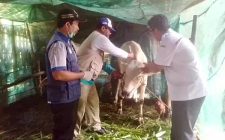 Pemdes Baron Gandeng UPT Peternakan Dukun Vaksin Ratusan Hewan Ternak 