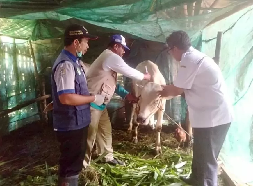 Pemdes Baron Gandeng UPT Peternakan Dukun Vaksin Ratusan Hewan Ternak 
