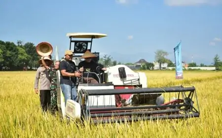Panen Raya Padi Probolinggo Dipusatkan di Persawahan Asembagus