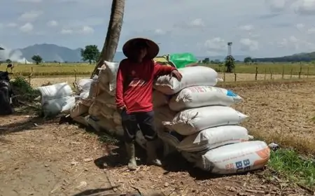 Harga Gabah Anjlok, Petani Di Jember Menjerit, Kabulog: Kami Belum Tahu Apa Sanksinya