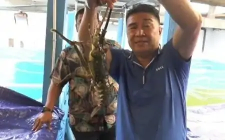 Optimis Sukses Memijahkan Lobster, PEBITALEKARA Grup Siap Cetak Sejarah