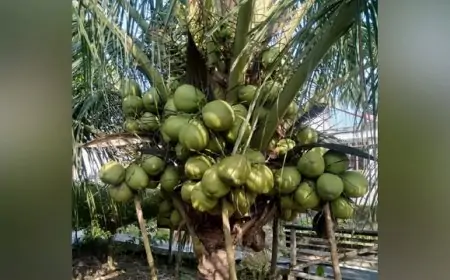 Industrialisasi Kerakyataan, Cara Jitu Mengembangkan Industri Kelapa di Indonesia