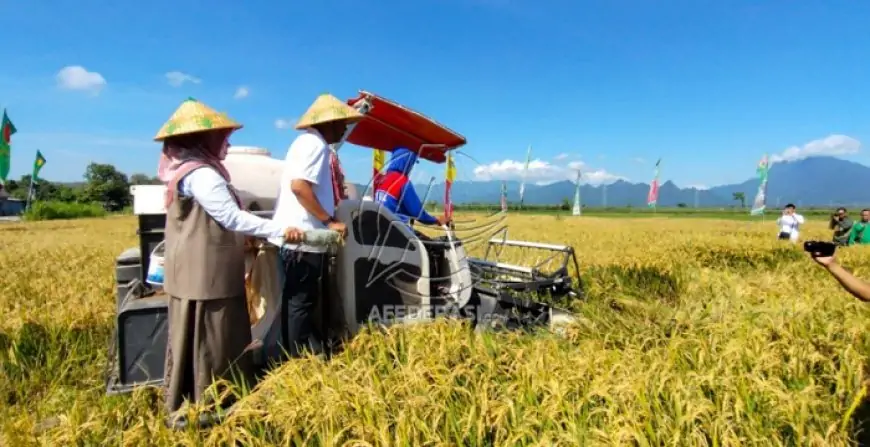 Panen Raya Serentak, Situbondo Tancap Gas Wujudkan Ketahanan Pangan