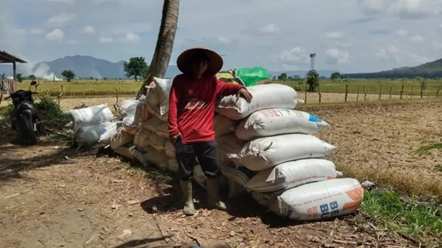 Harga Gabah Anjlok, Petani Di Jember Menjerit, Kabulog: Kami Belum Tahu Apa Sanksinya