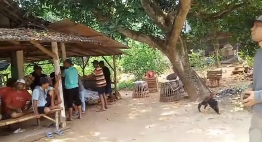 Grebeg Judi Sabung Ayam, Polsek Ujungpangkah Gresik Amankan 17 Pelaku 