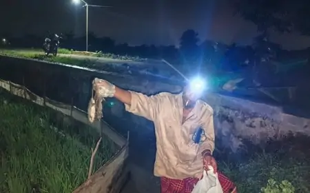 Unik, Usir Hama Tikus Ala Pemdes Gredek Gresik Gelar Gropyokan Massal Berhadiah Uang Tunai