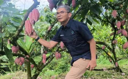 PTPN I Pacu Produktivitas Karet dan Kakao di Banyuwangi, Targetkan Jadi Pusat Unggulan Nasional