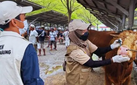 Disnak Keswan Pastikan Stok Hewan Kurban di Tulungagung Aman dan Sehat