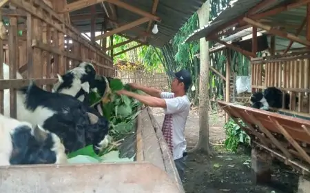 Peternakan Kambing di Jombang Diserbu Pembeli, Tawarkan Layanan Titip Rawat Plus Gratis Ongkir