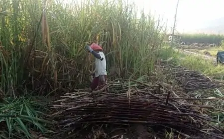 Parameter Sukses Giling 2025 PG Glenmore Mulai Terlihat, ICUMSA Capai 140 di Hari Ketiga