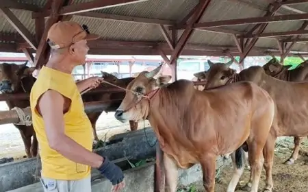 Menjelang Iduladha, Sapi Madura Diserbu Pembeli di Situbondo