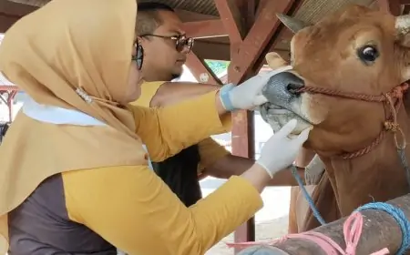 Jelang Idul Adha, Disnakkan Situbondo Pastikan Hewan Kurban Sehat dan Aman Konsumsi