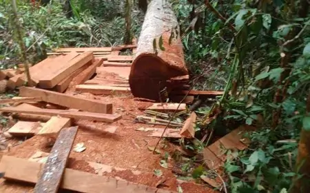 Pelonggaran SVLK: Jalan Mundur dalam Diplomasi Hijau Indonesia