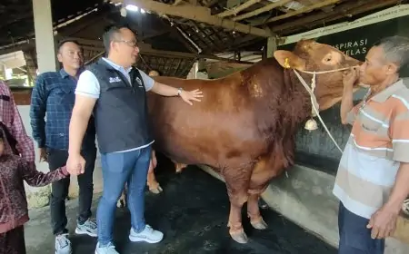 Dua Ekor Sapi Kurban Jumbo milik Peternak Gresik Dibeli Presiden Prabowo