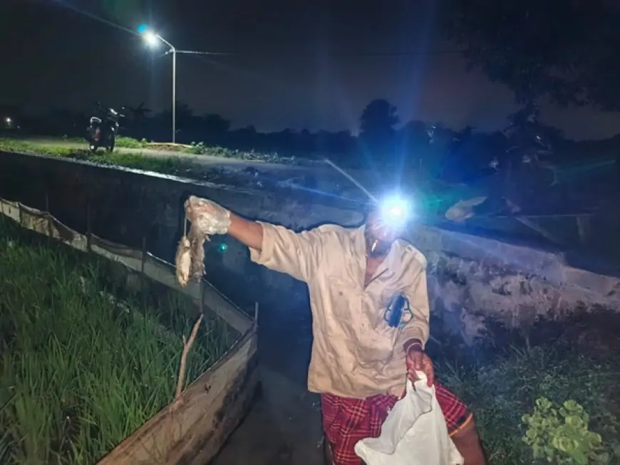 Unik, Usir Hama Tikus Ala Pemdes Gredek Gresik Gelar Gropyokan Massal Berhadiah Uang Tunai