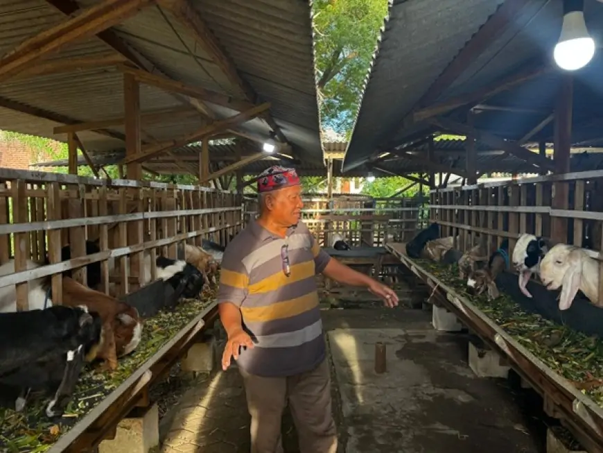 Kisah Peternak Kambing, Resign dari Kontraktor Kini Banjir Pesanan Jelang Idul Adha