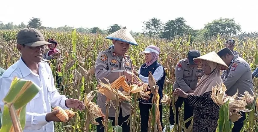 Kolaborasi Ketahanan Pangan, Polsek Cerme Panen Raya Jagung Bersama Petani