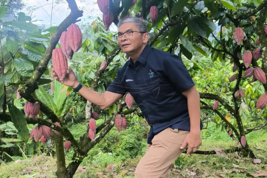 PTPN I Pacu Produktivitas Karet dan Kakao di Banyuwangi, Targetkan Jadi Pusat Unggulan Nasional
