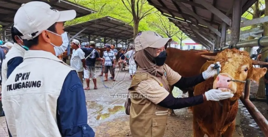 Disnak Keswan Pastikan Stok Hewan Kurban di Tulungagung Aman dan Sehat