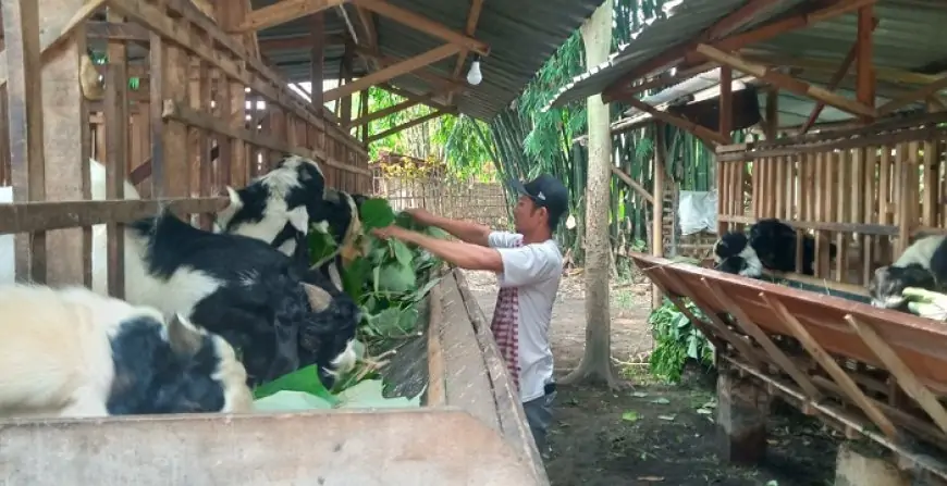 Peternakan Kambing di Jombang Diserbu Pembeli, Tawarkan Layanan Titip Rawat Plus Gratis Ongkir