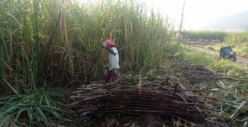 Parameter Sukses Giling 2025 PG Glenmore Mulai Terlihat, ICUMSA Capai 140 di Hari Ketiga