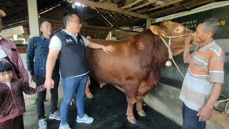 Dua Ekor Sapi Kurban Jumbo milik Peternak Gresik Dibeli Presiden Prabowo