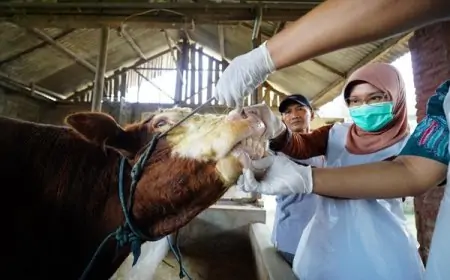 Pastikan Kelayakan Hewan Kurban, Mas Dhito Terjunkan Tim DKPP Ke Kandang Peternak 