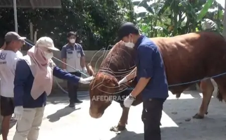 Sapi Limosin Tulungagung Jadi Pilihan Hewan Kurban Presiden Prabowo