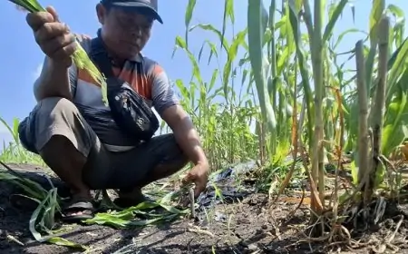 Serangan Hama Tikus  Sebabkan Petani Jombang Rugi Besar
