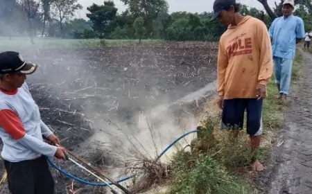 Petani di Jombang Jadi Pemburu Massal Tikus