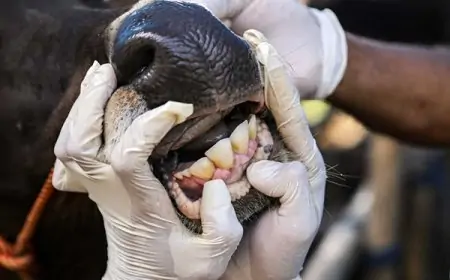 Kambing Kurban Diduga Terpapar PMK, Dinas Peternakan Jember Turun Tangan Pastikan Keamanan Konsumsi