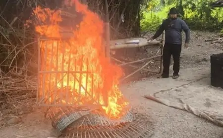 Penggerebekan Judi  Sabung Ayam, Pelaku Kabur Polisi Bakar Arena Sabung Ayam